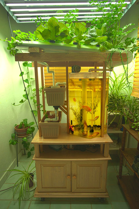 home aquaponics nft